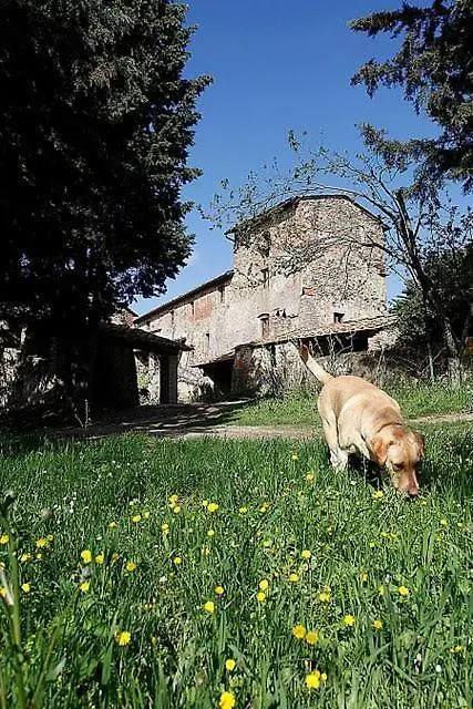 Apartment Casa Fallocchio San Casciano in Val di Pesa